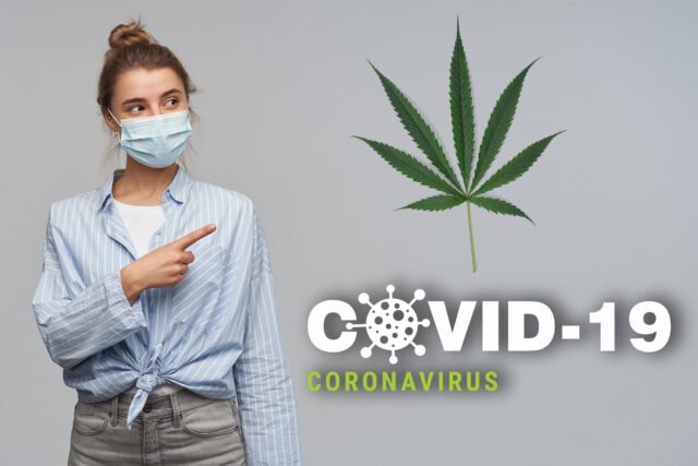 Podría la cannabis reducir la gravedad del Covid 19 Esto dicen los