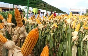 Caen exportaciones de maíz de Paraguay