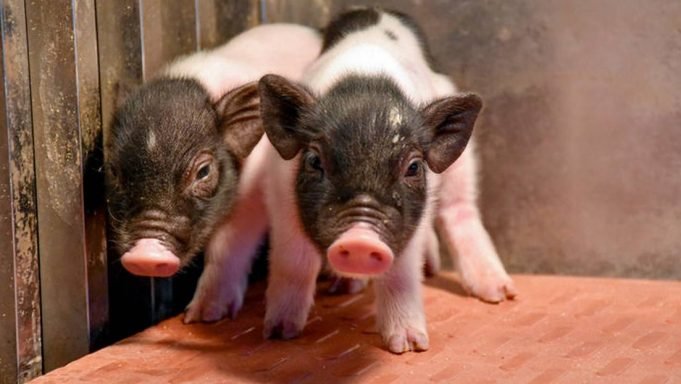 Cerdos modificados genéticamente podrían ofrecer órganos a humanos