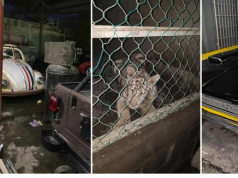 Aseguran 46 autos de lujo, tigres de bengala y aves en Tamaulipas