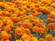 Cae 50 % producción de Flor de Cempasúchil