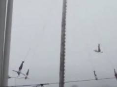 Cae volador de Papantla al realizar danza