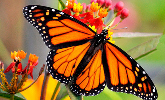 EU niega nombrar Mariposa Monarca en peligro de extinción