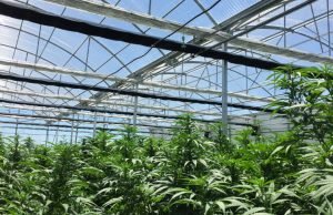 Reddit y Biden enfilan ganancias en acciones de empresas pro cannabis