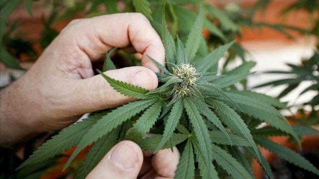 MARIHUANA