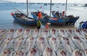 Prohíbe EU productos de mar de empresa china