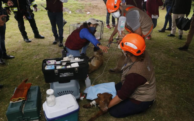 RESCATAN PERROS DE SOCAVON