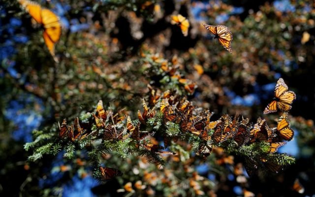 mariposa-monarca-Gusano-barrenador-biosfera-michoacan