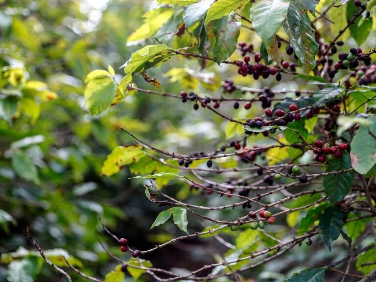 Exportaciones de café brasileño caen 26.5% en septiembre