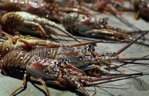 Reanuda Nicaragua exportaciones de langostas a Europa