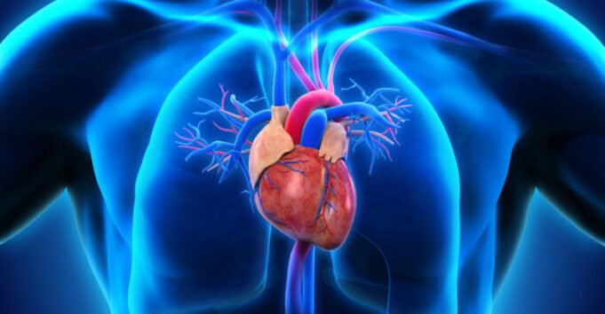 Tecnología de hidrogel puede reparar corazones, músculos y cuerdas vocales, según estudio