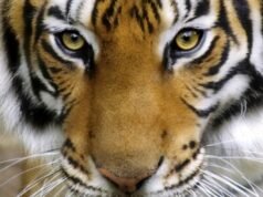 Emiten alerta ante presencia de tigre suelto