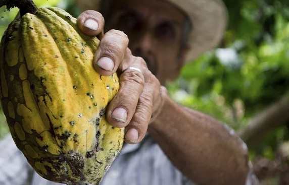 Involucrar al agricultor, la clave para el éxito en la industria del chocolate Involucrar al agricultor, la clave para el éxito en la industria del chocolate