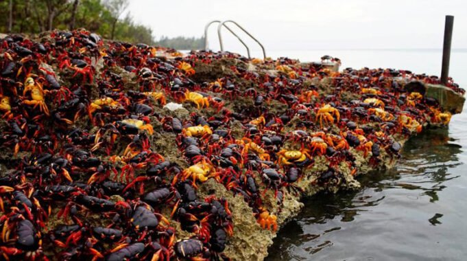 El fascinante pero peligroso mundo migratorio de los cangrejos rojos en Cuba