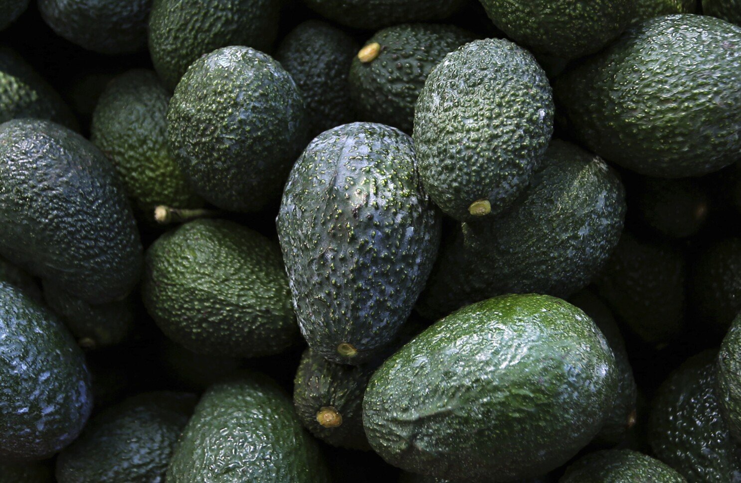 Colombia quiere derrocar a México como el rey de los aguacates Colombia quiere derrocar a México como el rey de los aguacates