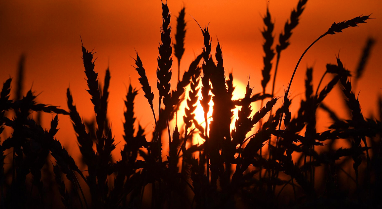 Suministrará Kazajistán a Irán un millón de toneladas de cereales