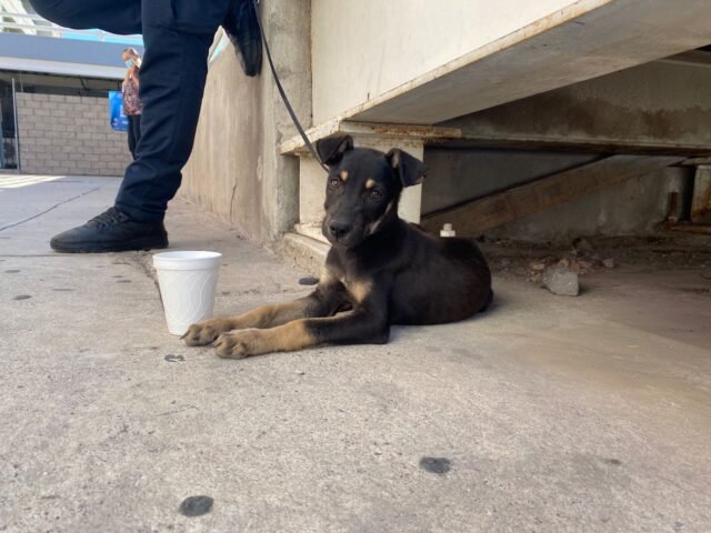 62e01810d5616__62e01810d5619