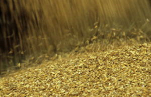 ¿Qué podría ayudar a detener la crisis alimentaria?