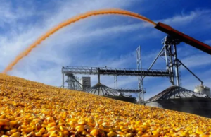 Egipto, dispuesto en abrir un centro internacional de comercio de grano