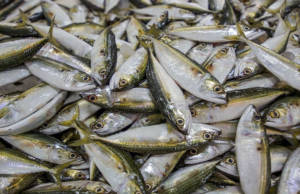 Analiza Rusia posibilidad de importación de mariscos de Venezuela