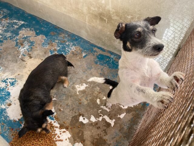 63d0475032e49__63d0475032e4a