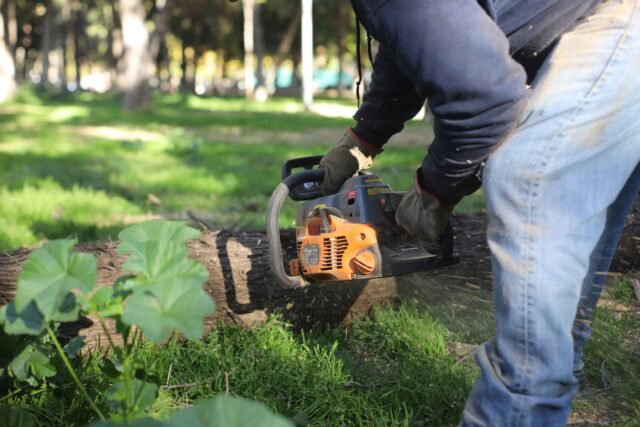 Reforestación 2