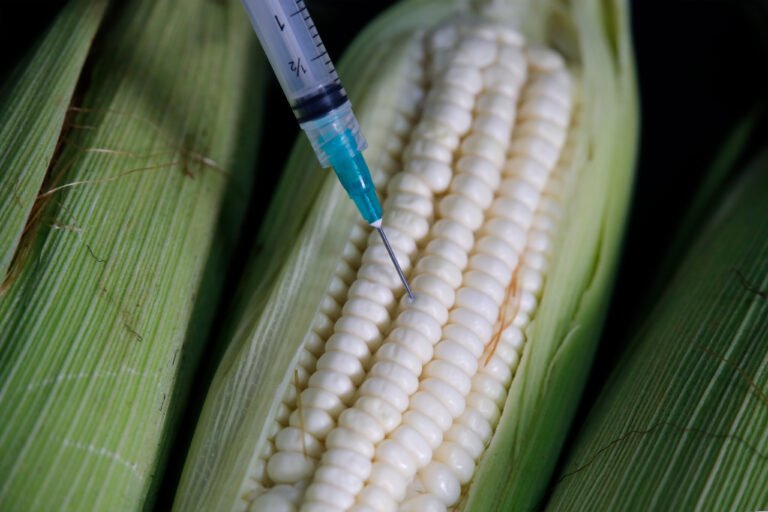 Prohibición de maíz transgénico “decepciona” a Estados Unidos