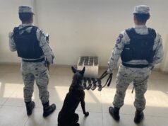 Detectan cargadores y cartuchos útiles en empresa de mensajería de NL