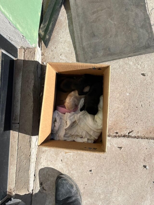 64874e1043b88__64874e1043b8a