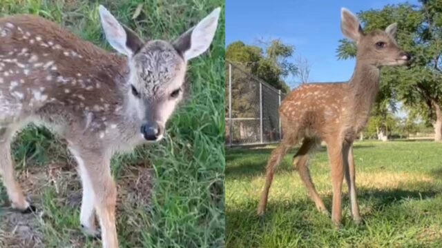 venadita-rescatada-sonora-ciudad-juarez