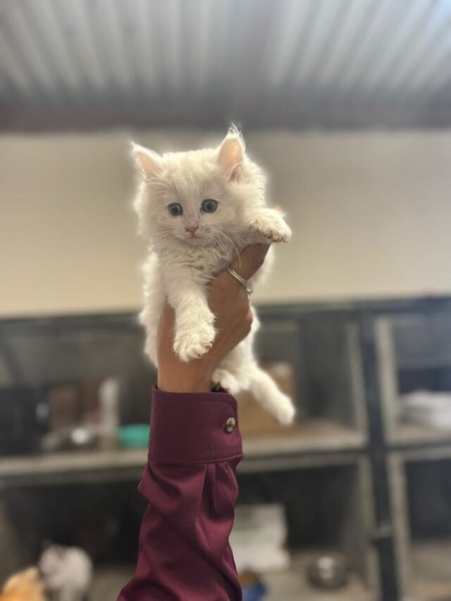 673516b11960a__673516b11960b