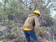 Brigadistas han apagado 388 incendios en lo que va del año