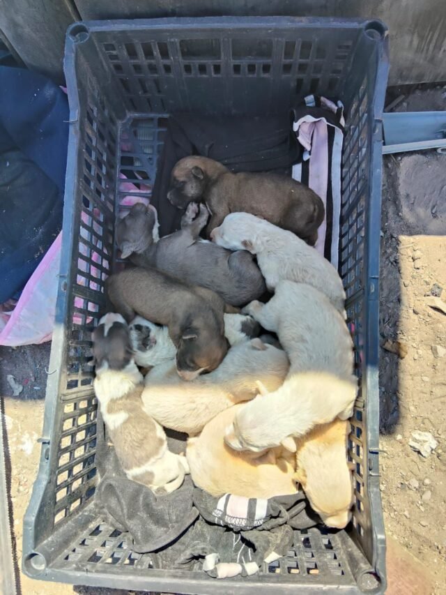 9aa30dd6-01ea-4305-9dc6-4cff9d4731e2