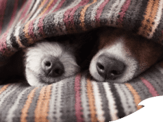20 de julio, Día Internacional del Perro: Las pulgas y garrapatas también son un riesgo para los humanos