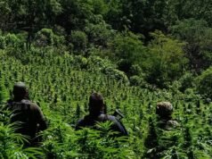 Destruye SSPE plantío de marihuana y neutraliza artefactos explosivos en el municipio de Moris