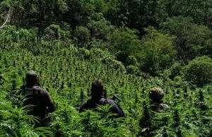Destruye SSPE plantío de marihuana y neutraliza artefactos explosivos en el municipio de Moris