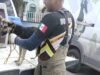Capturan jauría de 20 perros en fraccionamiento Urbi Villa del Cedro III
