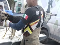 Capturan jauría de 20 perros en fraccionamiento Urbi Villa del Cedro III