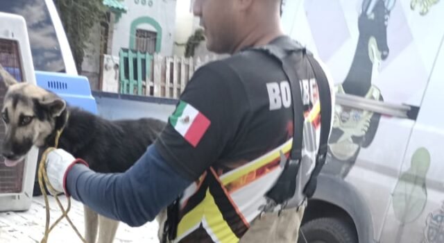 Capturan jauría de 20 perros en fraccionamiento Urbi Villa del Cedro III