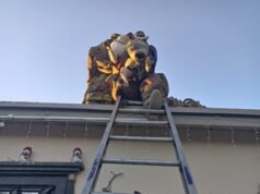 Rescatan a perro de un techo en la colonia División del Norte