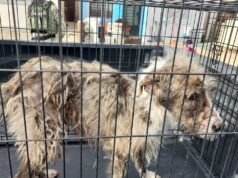 Rescata DABA 43 animalitos en cinco cateos esta semana