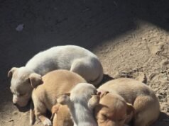 Resguardan Policías Municipales a cinco cachorros abandonados en la vía pública