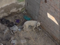 Agentes municipales rescataron a perro en la Colonia Granjas de Chapultepec