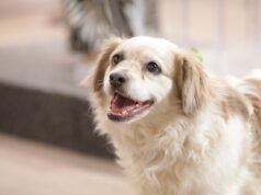 Invita DABA a celebrar Día de las Buenas Acciones con adopciones y colecta de croquetas