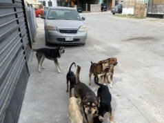Atiende DABA el problema de las jaurías y perros agresivos