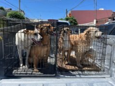 Rescata DABA a 19 animalitos en cinco cateos