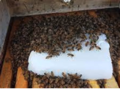Apoya el programa “Cuenta Conmigo en el Campo” apicultores con núcleos y abejas reina