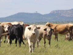 Lanza SDR programa de crédito para el repoblamiento pecuario