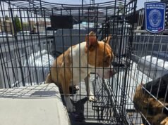 Aseguró FGE Norte 43 animales en situación de maltrato