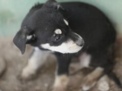Invita DABA a proteger a las mascotas durante la temporada de calor